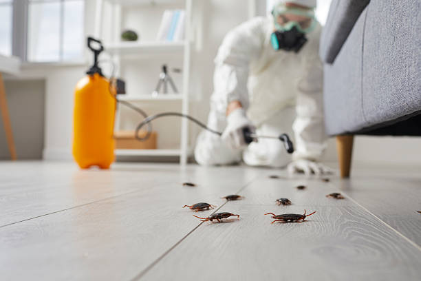 Commercial Kitchen Cockroach Control in Dover